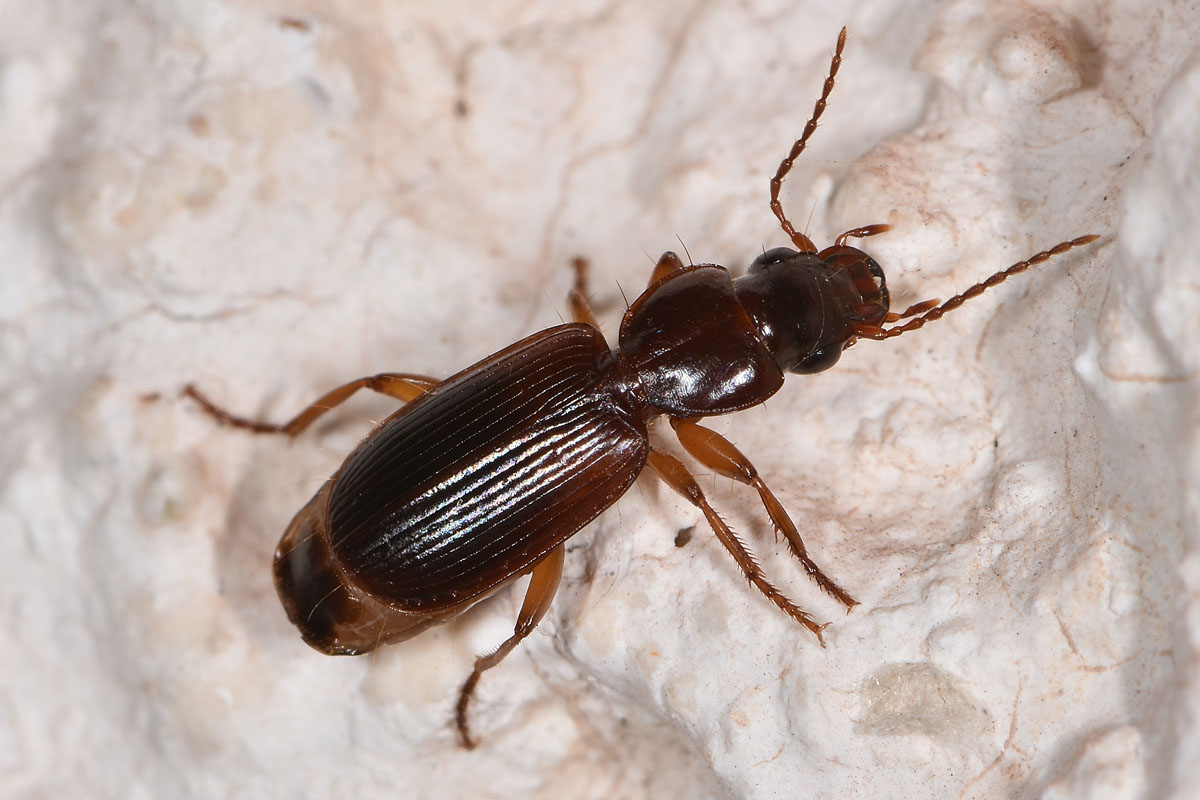 Carabidae: Potrebbe essere lui? cerrrto che � lui! Pseudomasorerus canigoulensis